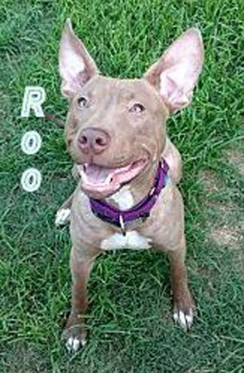 Pet of the Week Roo