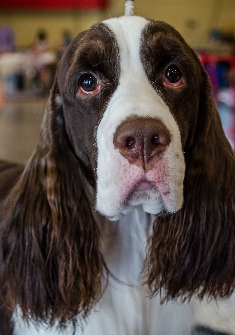 Salisbury Kennel Club Dog Show Gallery