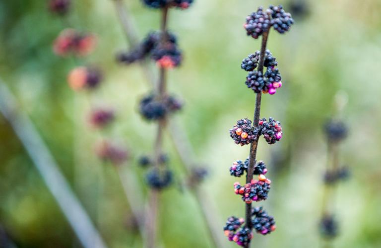 Certified Wildlife Habitat