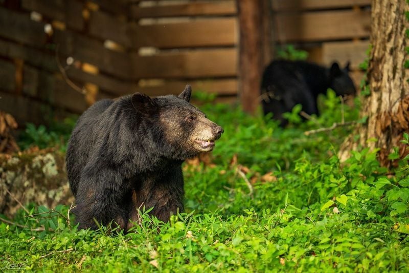 A North Asheville bear, Dolly, captured in 2026 by photographer Dustin Furlow, will not be euthanized, the N.C. Wildlife Resources Commission said.