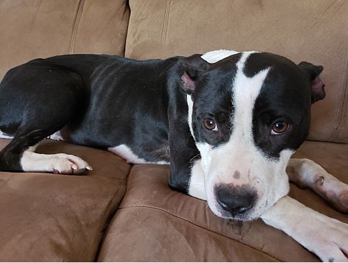 Pet of the Week Sadie
