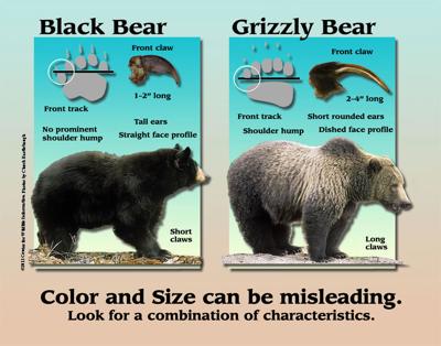 Bear Identification: Black Bear or Grizzly?