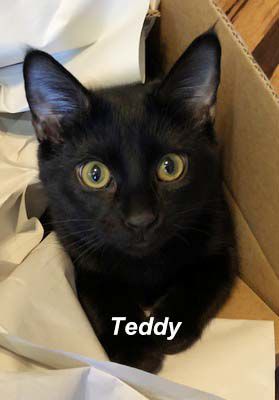 Pet of the Week Teddy