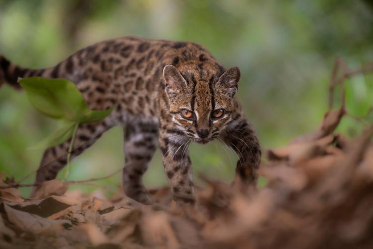 Leopardus tilcayo cat in Bolivia