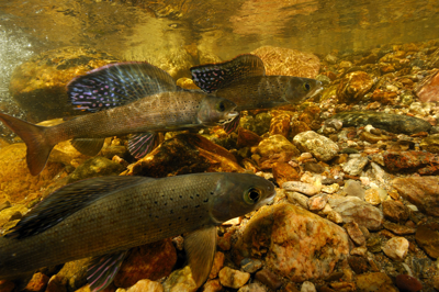 Fish vs. water: ESA status pits grayling against irrigators
