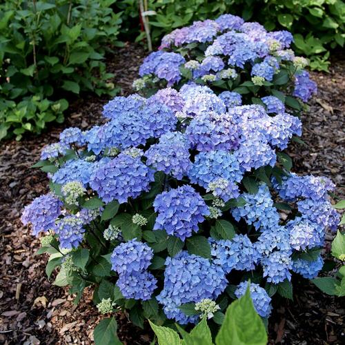 Let's Dance Lovable will debut in 2024 with a larger 4 foot by 4 foot habit with continuous production of the intensely colored blossoms.