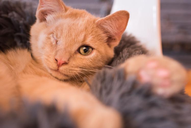 Mac Tabby Cat Café