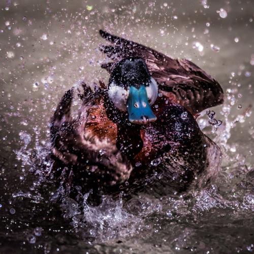 ruddy duck