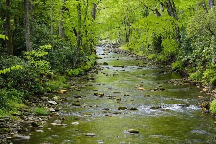 The Davidson River passes by the Bobby N. Setzer State Fish Hatchery in Pisgah National Forest, May 6, 2026.