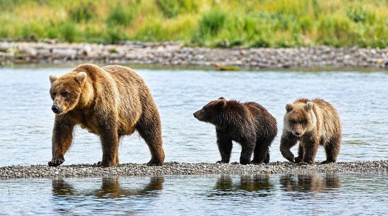 Fat Bear Week returns Sept. 22 for a week-long tournament as wildlife and bear enthusiasts vote on the fattest bear of the season.