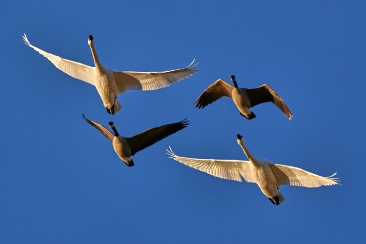 Snow Geese