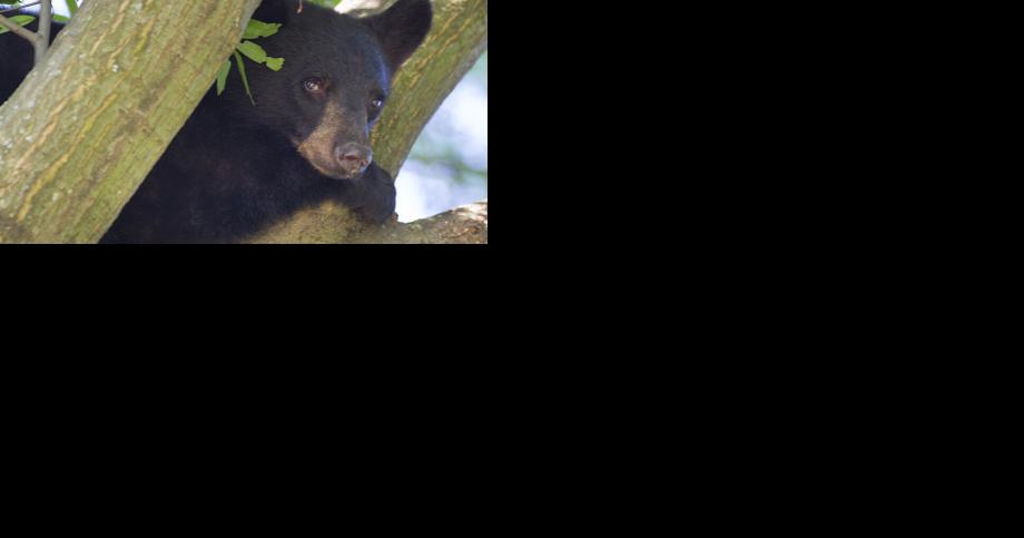 'Scary.' 450-pound bear found dead along highway, rattling North Carolina community - Vimarsana News