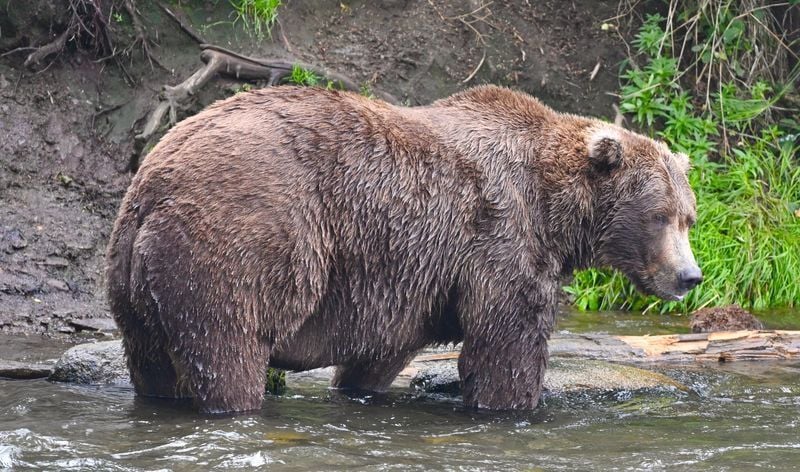Katmai bear 89 Backpack earned his nickname by riding on his mother, and former Fat Bear Week champion, Holly's back while crossing Brooks River