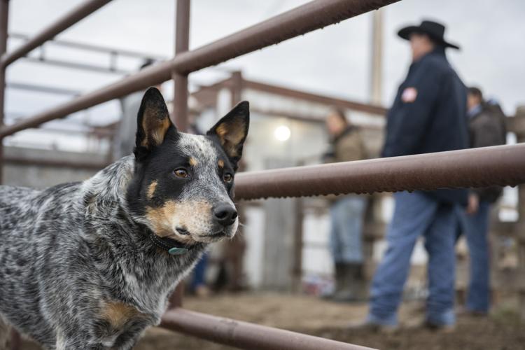 Yellowstone Livestock 12