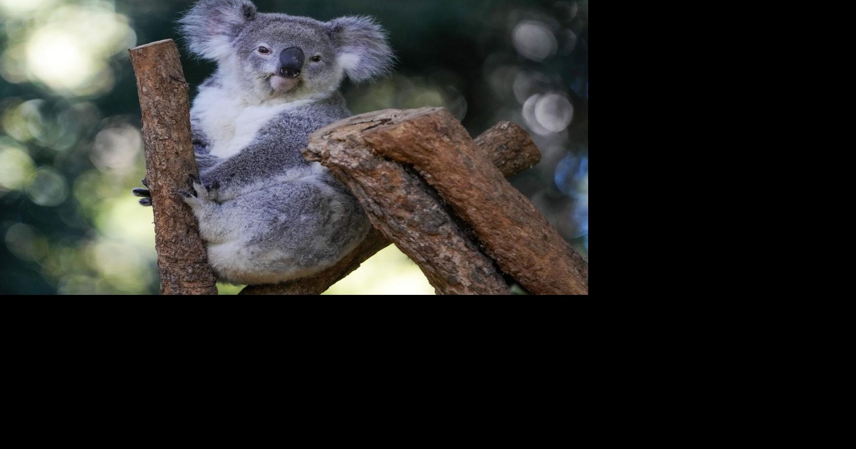 First wild koalas caught and vaccinated against chlamydia