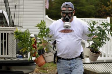 Photo Slideshow: Pot bust