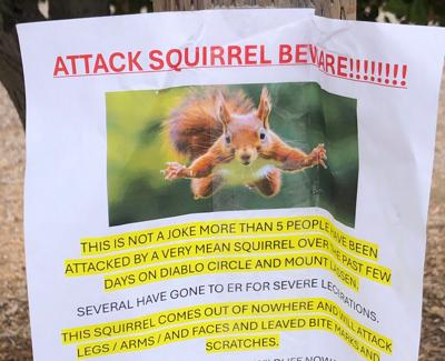 Californai Aggressive Squirrel