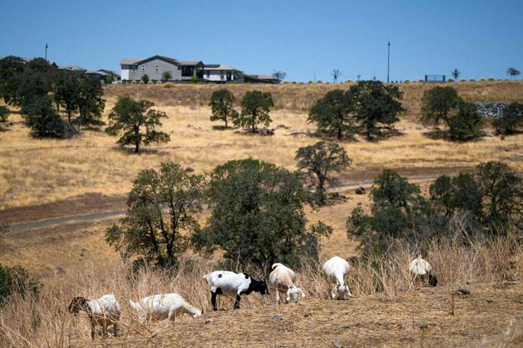 BIZ-WRK-CALIF-HERDERS-FILEPIC-2-SA