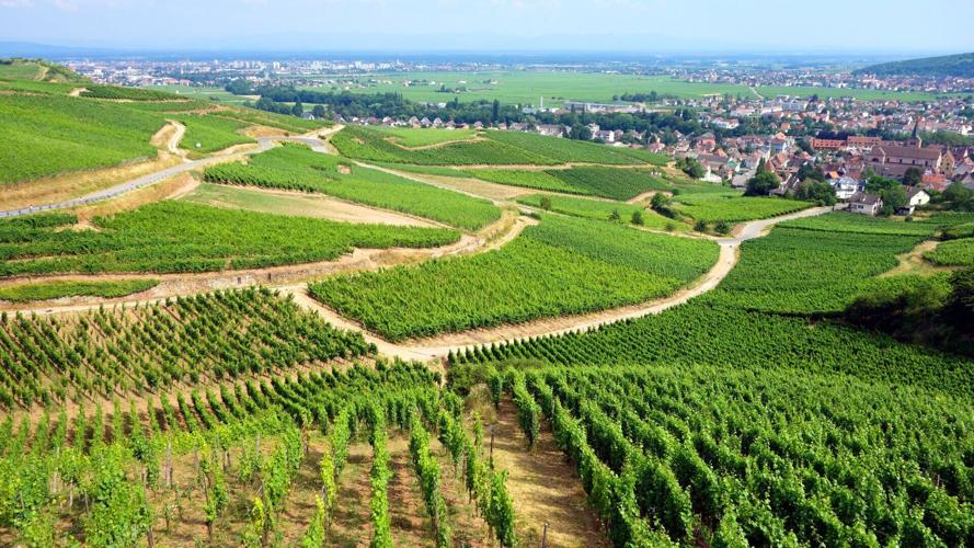 steves-alsace-20250225