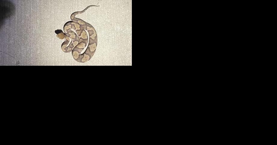 How do you treat a copperhead snake bite? - Vimarsana News
