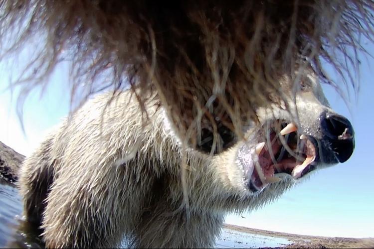 Alaska Bears Collar Cams