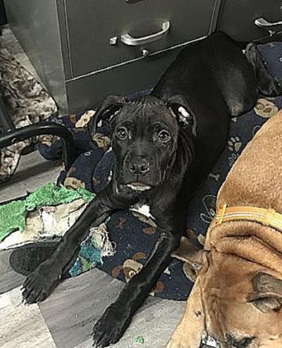 Pet of the Week Blue Cheese