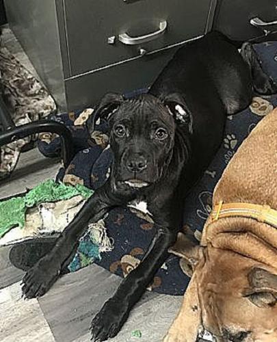 Pet of the Week Blue Cheese