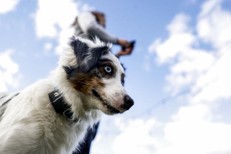 013123-rtd-met-puppy