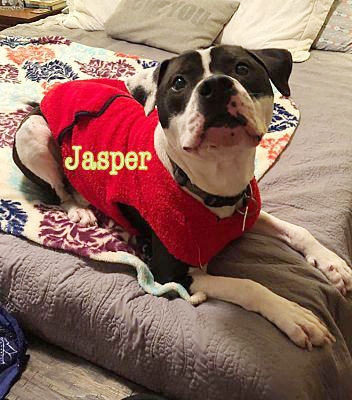 Pet of the Week Jasper