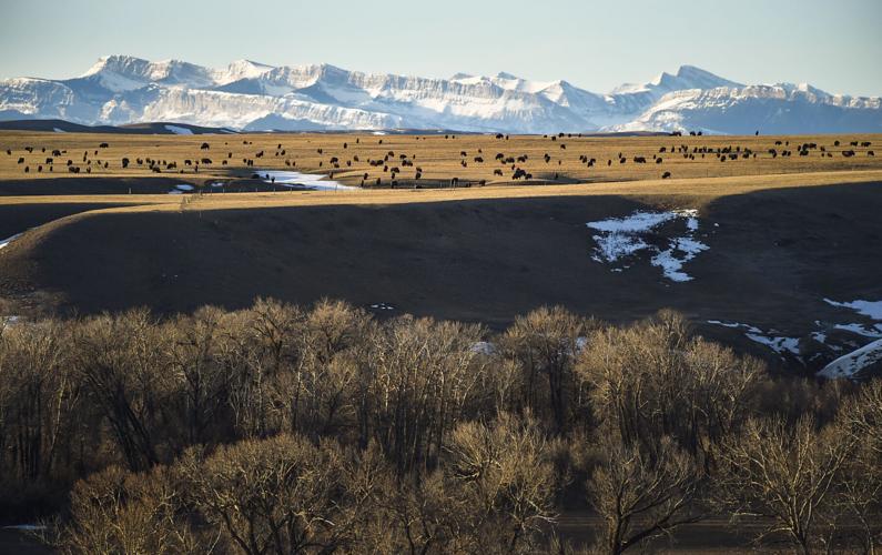 Bison from the Blackfeet Buffalo Program graze