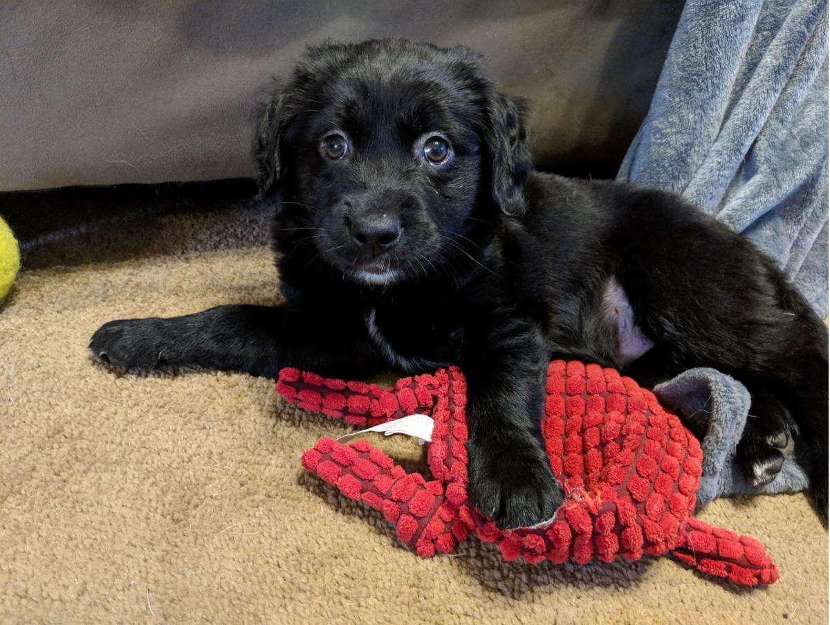 11-09 Pet of the Week Oakley.jpg