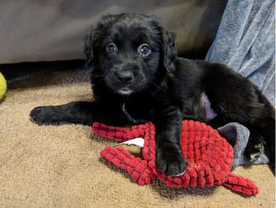 11-09 Pet of the Week Oakley.jpg