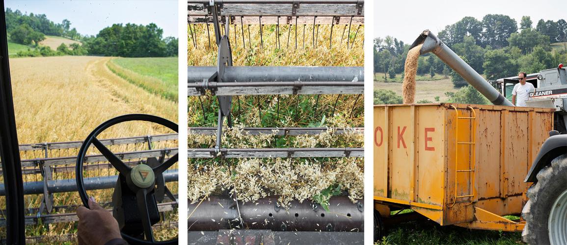 Weatherbury harvest 2