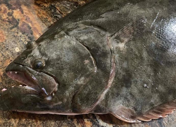 The upcoming two-week season includes a limit of one fish per day that needs to be at least 15 inches long.