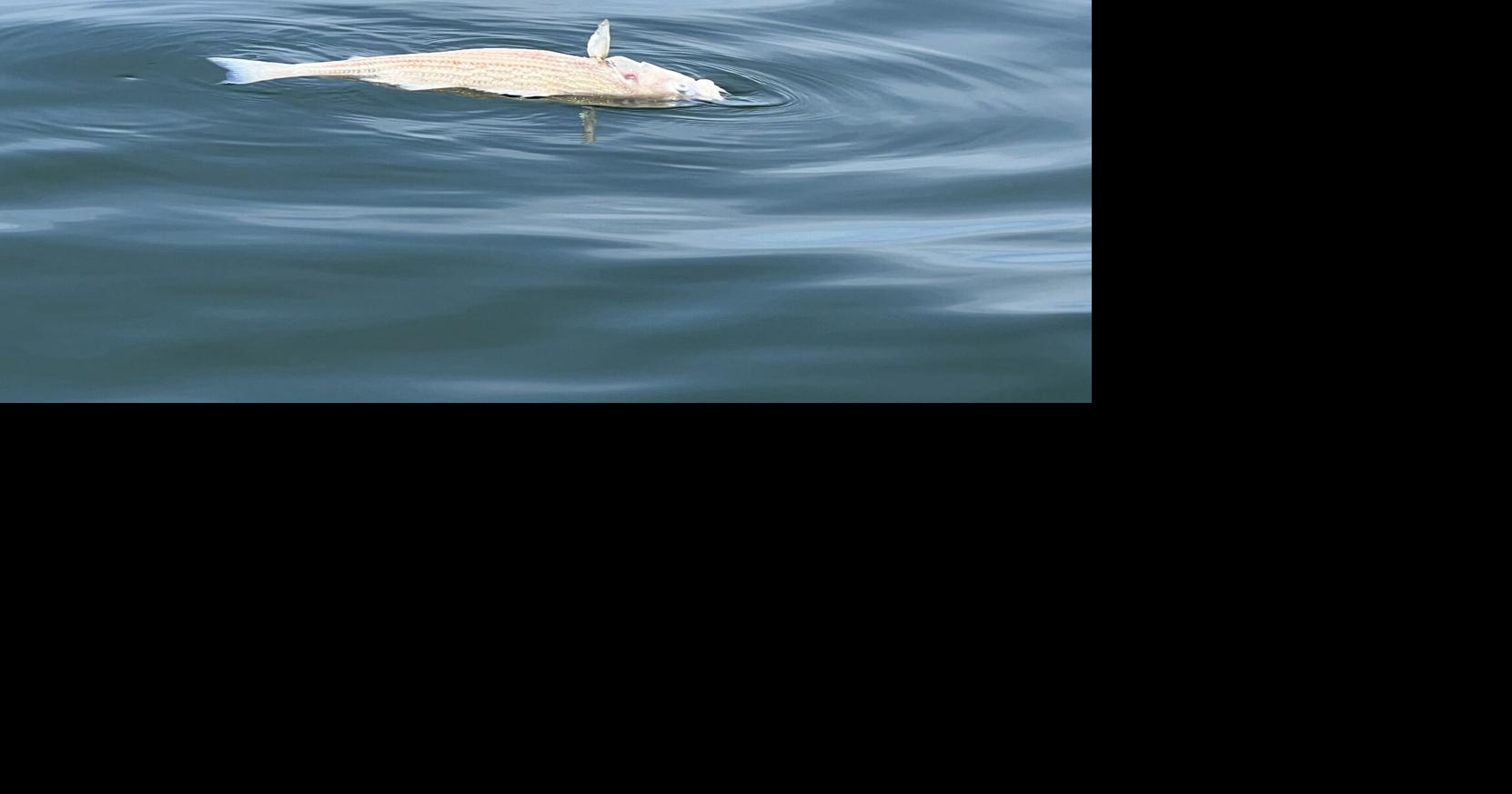 Upstate Sportsman: Upstate fish kill may be result of perfect storm of ...
