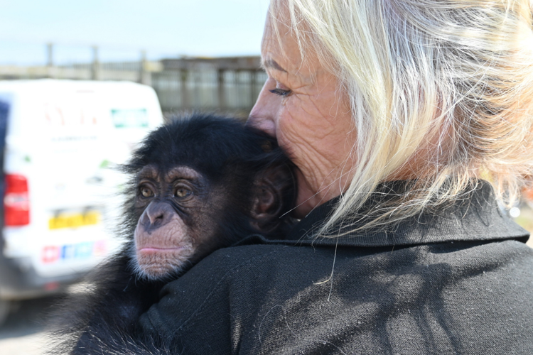 Couple takes in abandoned baby chimp in bid to save its life | National ...