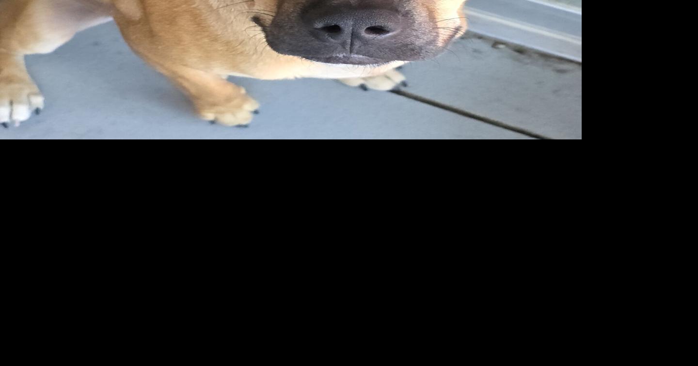 Pets of the Week