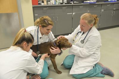 Veterinary hospital cuddles Cuddles &