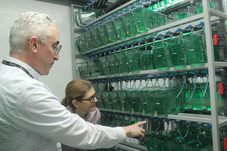 A hidden gem: Greenwood Genetic Center celebrates 50 years | News ...