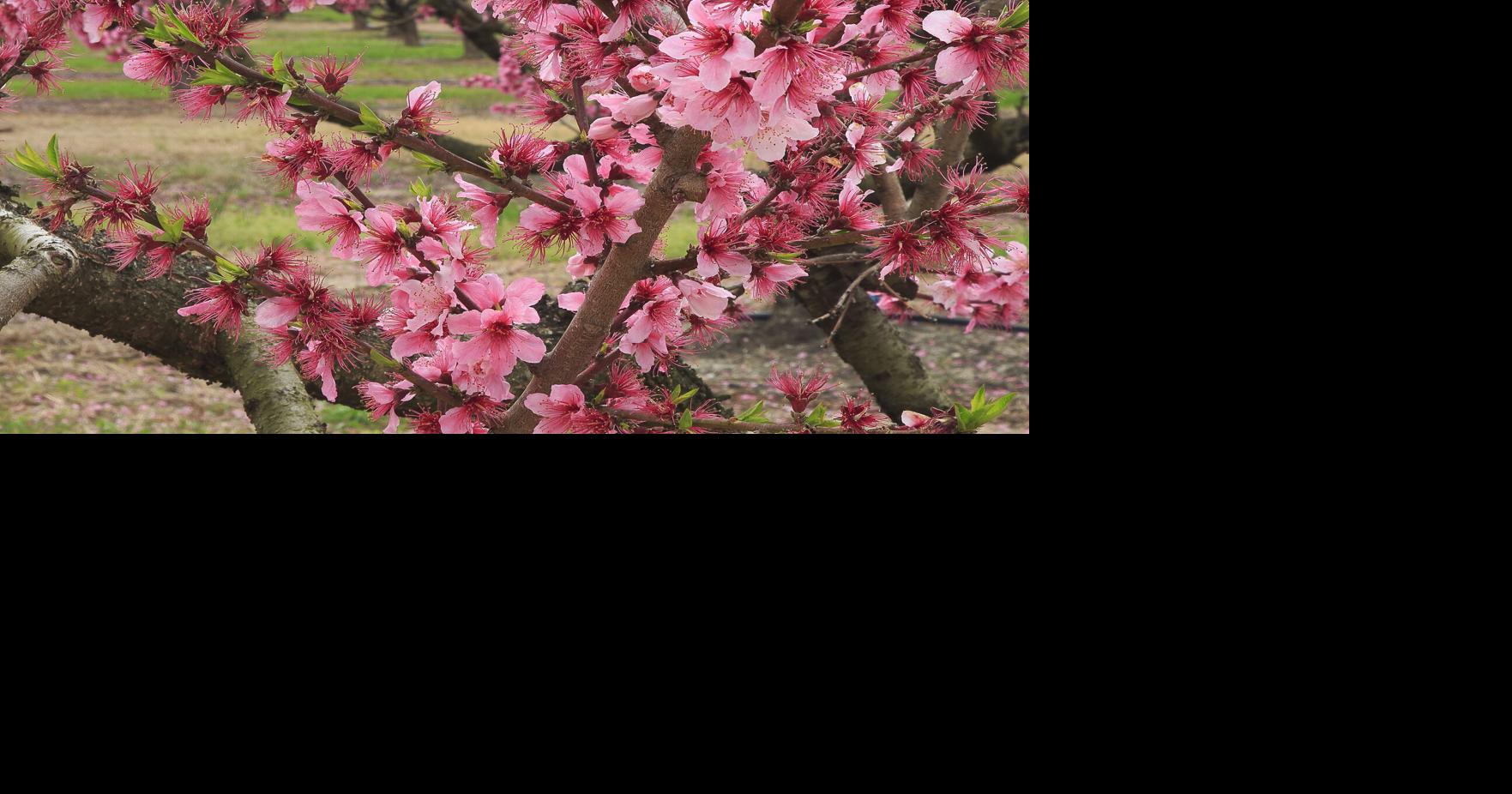 Tom Poland: Peach blossom lit