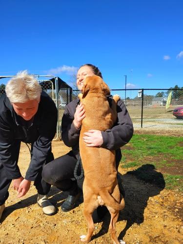 Abbeville shelter staff aims to keep dogs healthy until they find homes |  News 