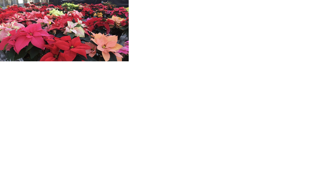 Researchers manipulate daylight hours to help save poinsettias - Vimarsana News