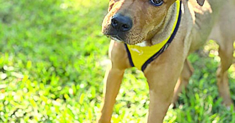 Pets of the Week