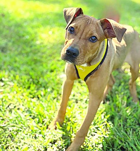Pet Week Pets of the Week | Pets of the Week | indexjournal.com