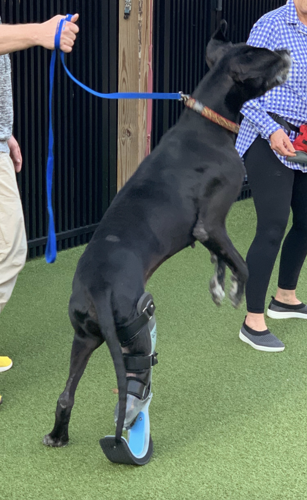 Luke - now with an augmented leg - continues to revel with a second ...