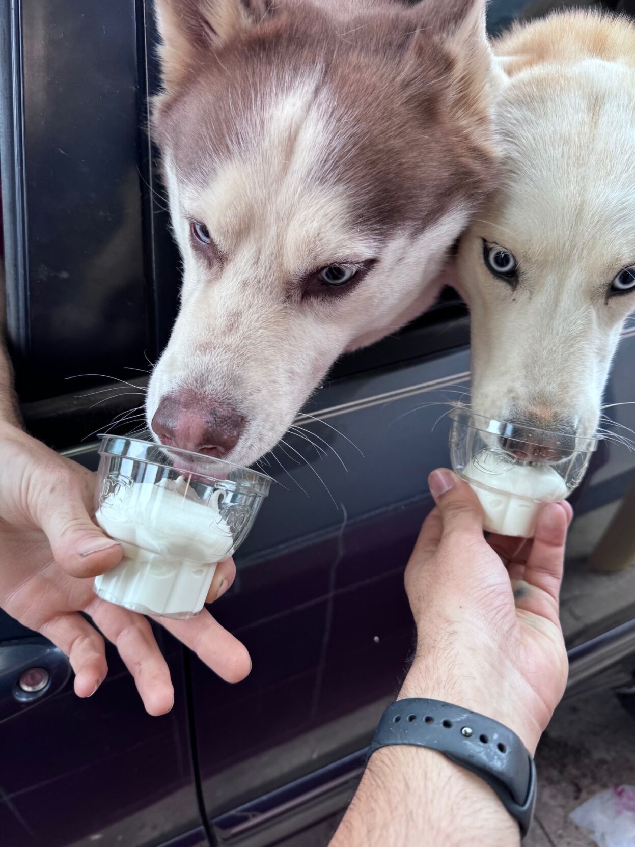 Dairy queen pup cup online