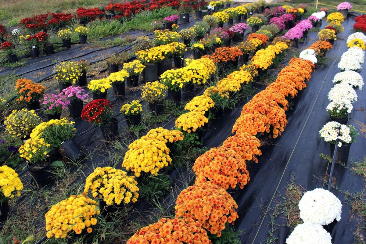John de la Howe's fall plant sale is Friday, Sunday ...