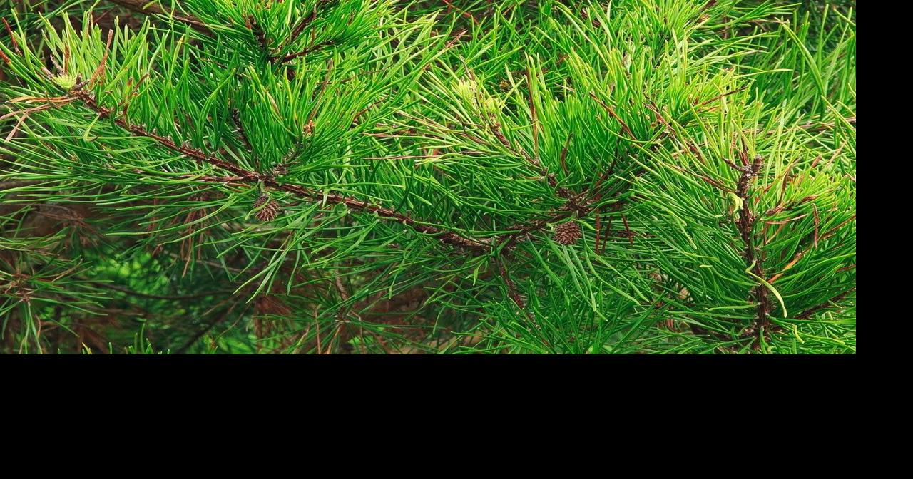 Conifers’ fragrant pull on memory | Columns | indexjournal.com