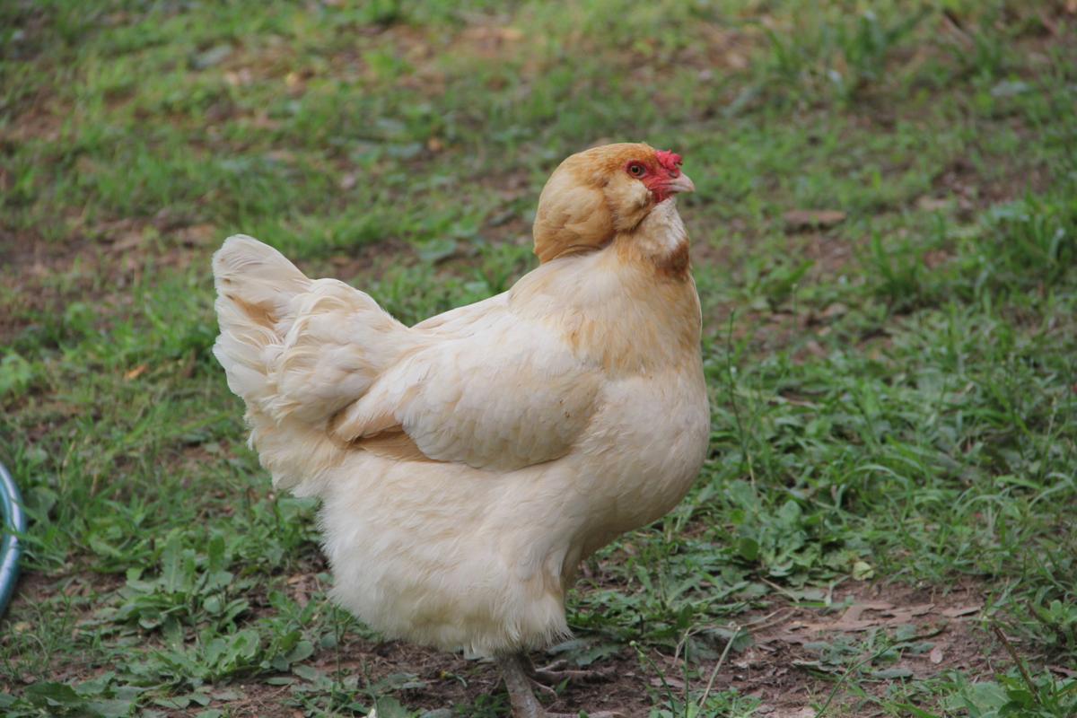 Greenwoods Backyard Chicken Population Keeps Soil Fresh Eggs