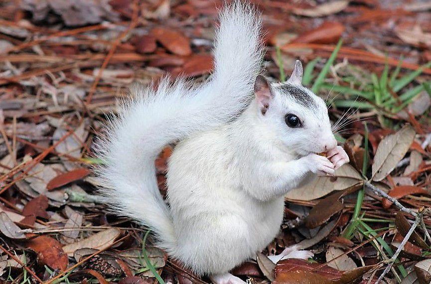 Black Walnuts White Squirrels And A Bucket List Carl White Indexjournal Com